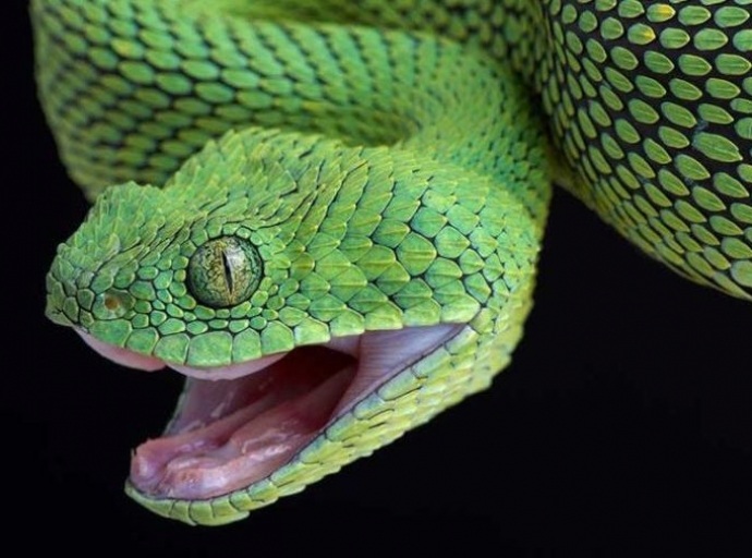 Mordida venenosa sin antídoto