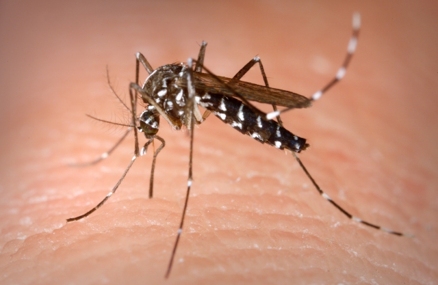 Aedes albopictus Aedes albopictus