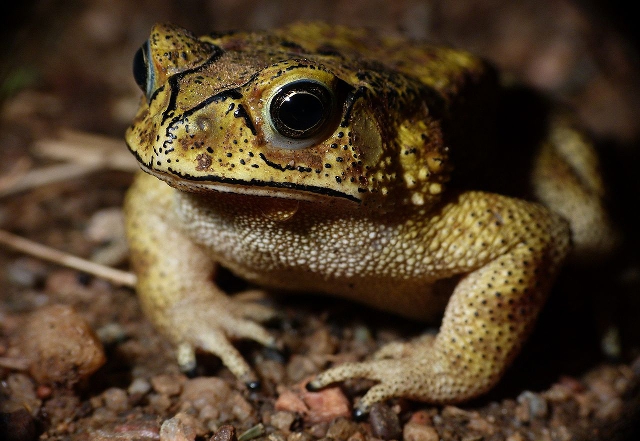 Duttaphrynus melanostictus, el sapo común asiático Duttaphrynus melanostictus, el sapo común asiático