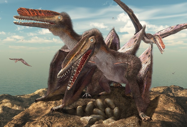 Hamipterus tianshanensis en su nido Hamipterus tianshanensis en su nido