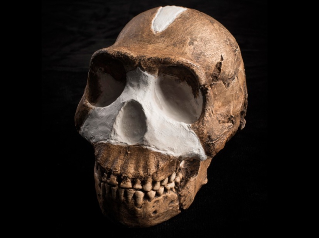 Cráneo de Homo naledi Cráneo de Homo naledi