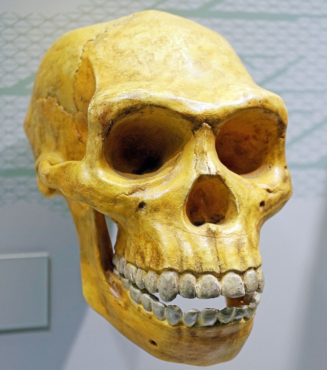 Cráneo de Homo erectus Cráneo de Homo erectus