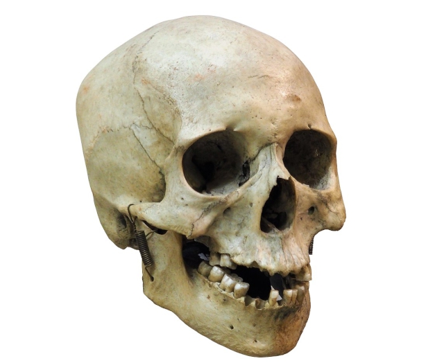 Cráneo de Homo sapiens Cráneo de Homo sapiens