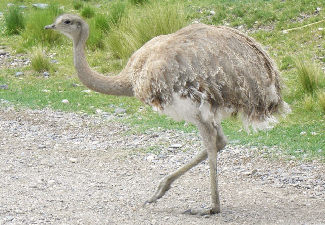 Rhea pennata o ñandú de Darwin Rhea pennata o ñandú de Darwin