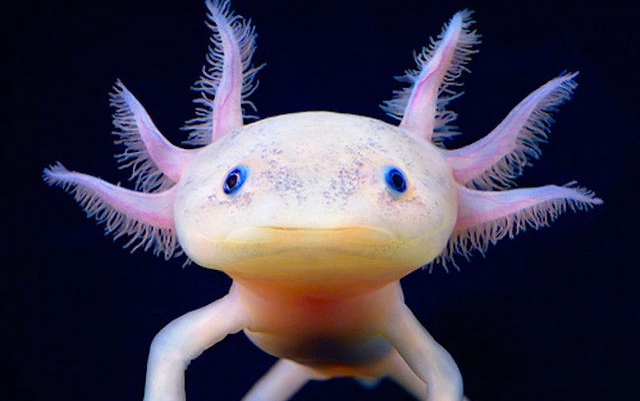 Axolotl de acuario Axolotl de acuario