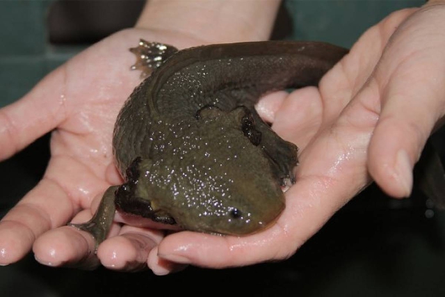 Ambystoma mexicanum Ambystoma mexicanum
