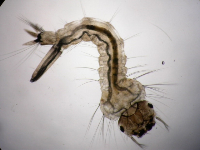 Larva de Aedes albopictus Larva de Aedes albopictus