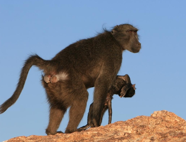 Babuino cargando a su hijo muerto. Alice Carter Babuino cargando a su hijo muerto. Alice Carter