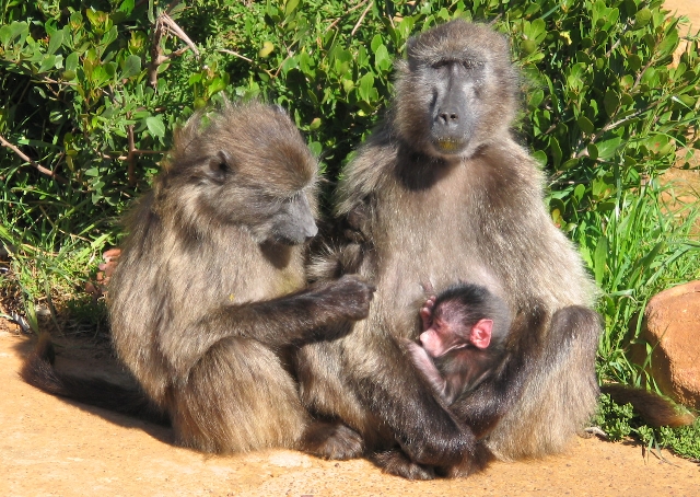 Familia de babuinos Papio ursinus Familia de babuinos Papio ursinus