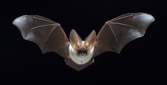 La adaptación al vuelo del murciélago La adaptación al vuelo del murciélago