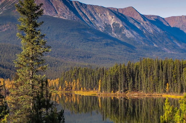 Bosque boreal de Canadá Bosque boreal de Canadá