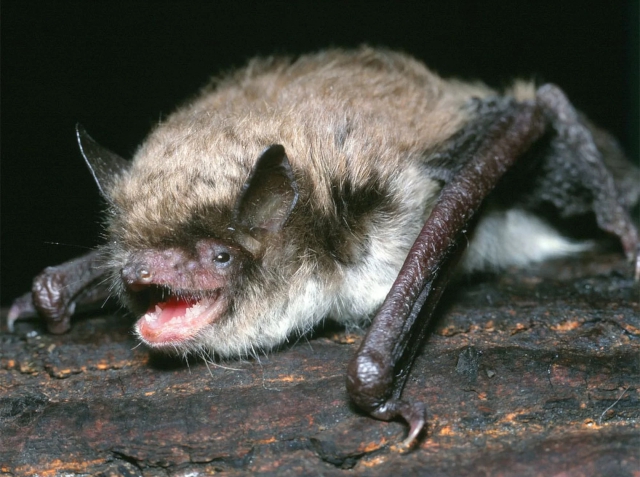 Murciélago de Brandt, la especie más longeva Murciélago de Brandt, la especie más longeva