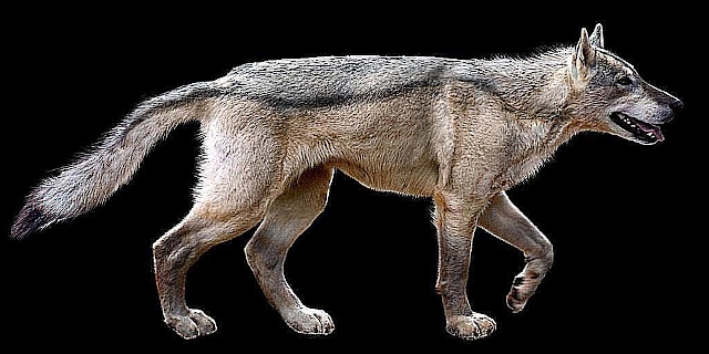 Canis familiaris, el origen de la domesticación del lobo Canis familiaris, el origen de la domesticación del lobo