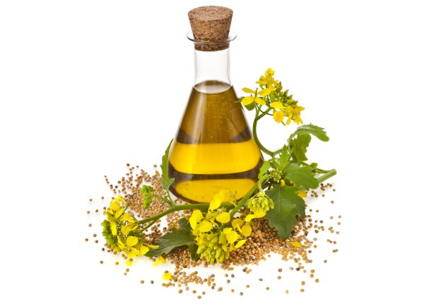 Aceite de canola y su planta de origen, Brassica napus Aceite de canola y su planta de origen, Brassica napus