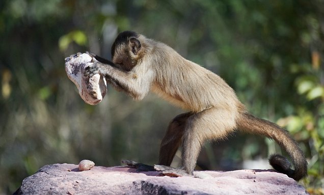 Capuchino cascando una nuez Capuchino cascando una nuez