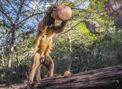 Capuchino usando una herramienta de piedra Capuchino usando una herramienta de piedra