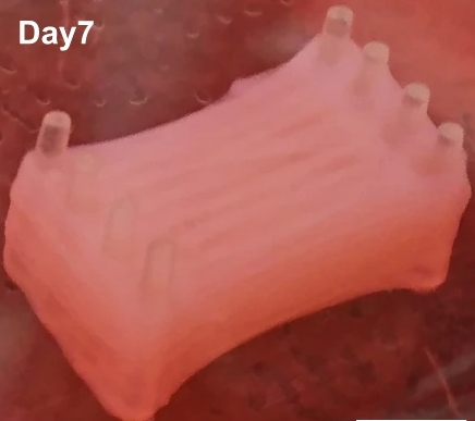 Carne sintética tras siete días de cultivo Carne sintética tras siete días de cultivo