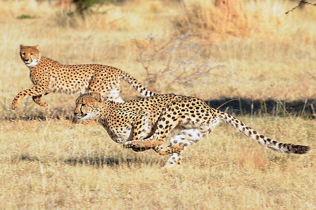 El chita, Acynonix jubatus, emigró de Norteamérica a Asia y luego a África en los últimos 100 mil años El chita, Acynonix jubatus, emigró de Norteamérica a Asia y luego a África en los últimos 100 mil años