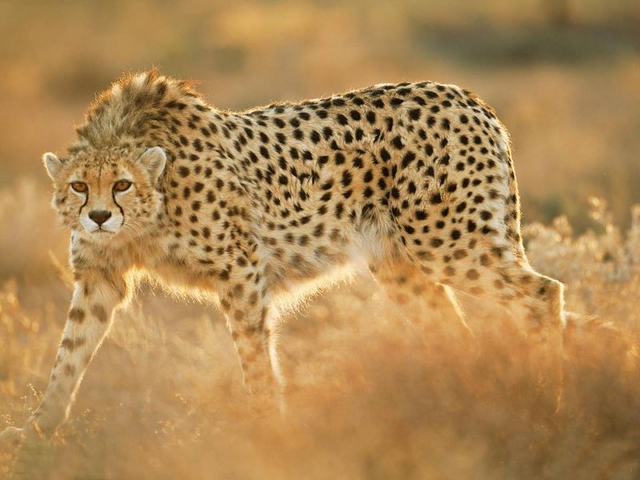 Acinonyx jubatus