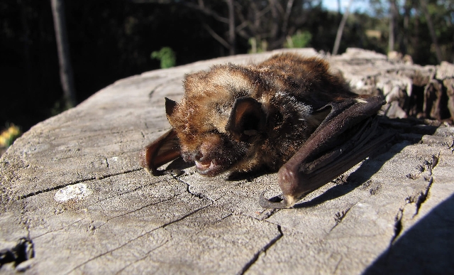 La destrucción del ambiente y la biodiversidad La destrucción del ambiente y la biodiversidad
