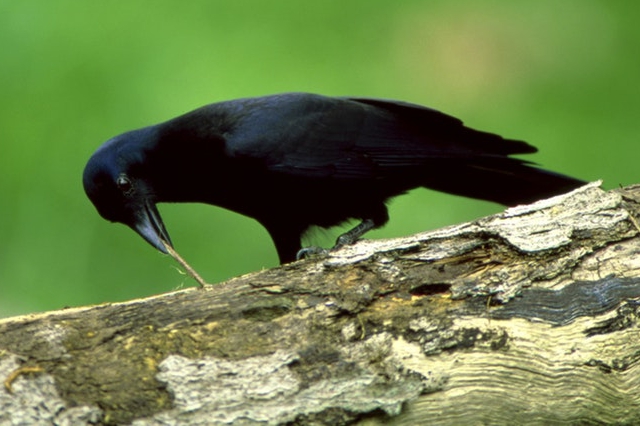 Cuervo de Nueva Caledonia y su herramienta Cuervo de Nueva Caledonia y su herramienta