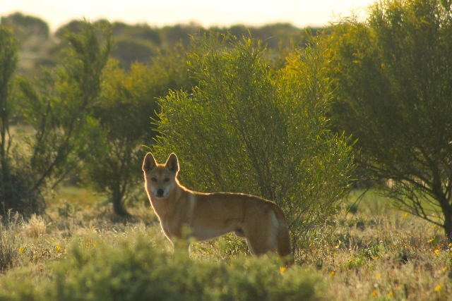 Dingo (C. dingo) en el desierto de Strzelecki Dingo (C. dingo) en el desierto de Strzelecki