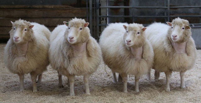 Las cuatro hermanas o copias de Dolly, 2015 Las cuatro hermanas o copias de Dolly, 2015