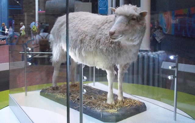 Los restos de Dolly, por cortesía de un taxidermista, se encuentran en el Museo Nacional de Escocia, en Edinburgo Los restos de Dolly, por cortesía de un taxidermista, se encuentran en el Museo Nacional de Escocia, en Edinburgo