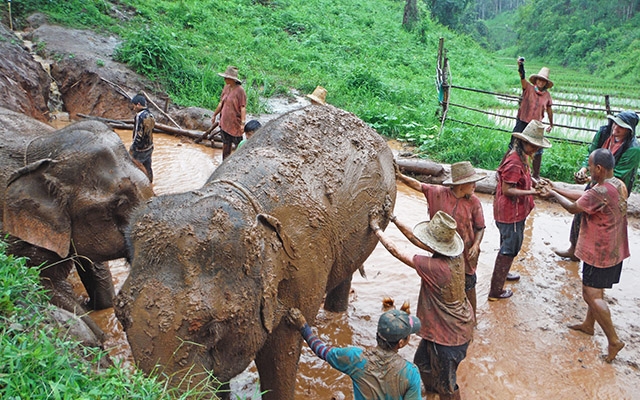 Mahouts de la etnia Karen con sus elefantes Mahouts de la etnia Karen con sus elefantes