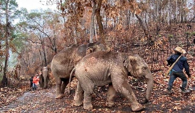 Migración de elefantes desempleados en Tailandia Migración de elefantes desempleados en Tailandia