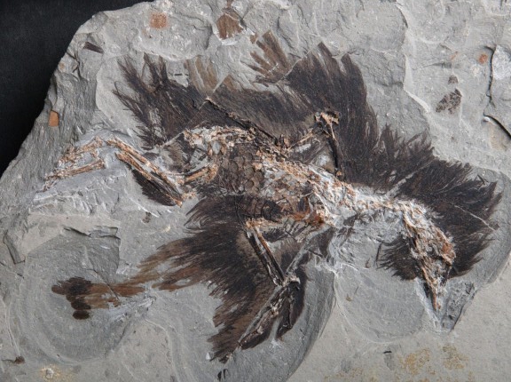 Fósil de Eoconfuciusornis hallado en China. Ave que existió hace 131 millones de años Fósil de Eoconfuciusornis hallado en China. Ave que existió hace 131 millones de años