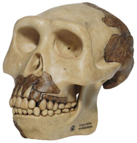 Reconstrucción de cráneo de H. erectus Reconstrucción de cráneo de H. erectus