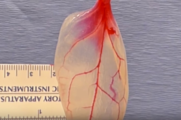 Tejido cardíaco vivo a partir de una hoja de espinaca Tejido cardíaco vivo a partir de una hoja de espinaca