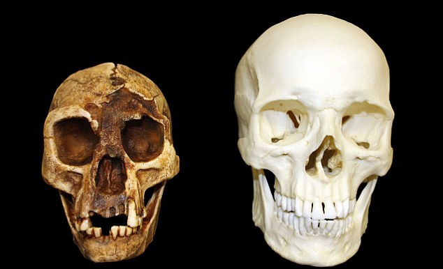 Cráneos de Homo sapiens y H. floresiensis Cráneos de Homo sapiens y H. floresiensis