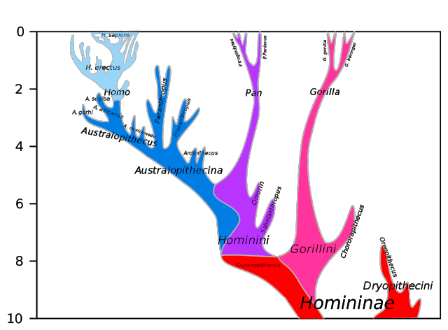 Modelo filogenético de Hominini Modelo filogenético de Hominini