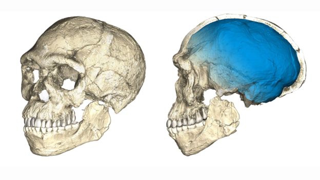 Reconstrucción del Homo sapiens más antiguo conocido. Imagen de Philipp Gunz Reconstrucción del Homo sapiens más antiguo conocido. Imagen de Philipp Gunz