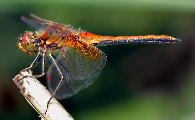 Sympetrum flaveolum, libélula de 4 cm de largo Sympetrum flaveolum, libélula de 4 cm de largo