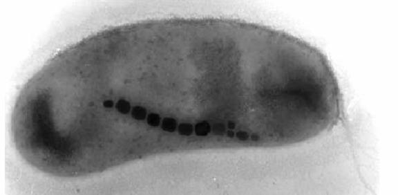 Magnetosoma, organelo de un magnetococo que funciona a la manera de una brújula Magnetosoma, organelo de un magnetococo que funciona a la manera de una brújula