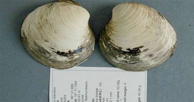 La única imagen que tenemos de Ming, almeja de Islandia, el animal más longevo conocido. La concha fue separada y taladrada para su análisis La única imagen que tenemos de Ming, almeja de Islandia, el animal más longevo conocido. La concha fue separada y taladrada para su análisis