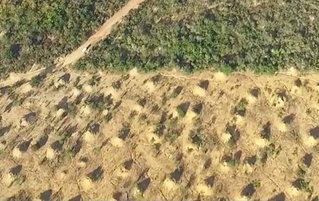 Vista aérea de la región, zonas deforestada y virgen Vista aérea de la región, zonas deforestada y virgen