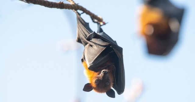 Murciélago y los virus patógenos Murciélago y los virus patógenos