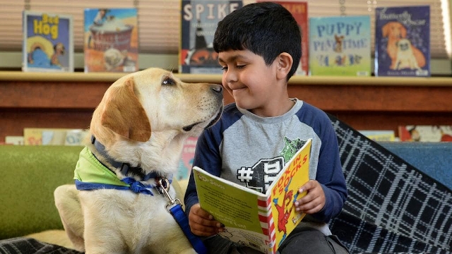 Perro de terapia para ayudar en la lectura Perro de terapia para ayudar en la lectura
