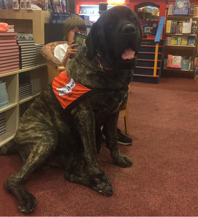 Romeo, mastín que ayuda en programa de lectura en Australia Romeo, mastín que ayuda en programa de lectura en Australia