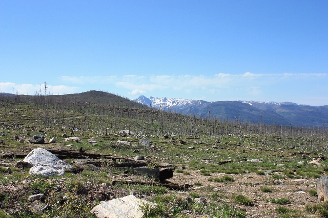Bosque quemado y destruido en Colorado. (cc) Brian Buma Bosque quemado y destruido en Colorado. (cc) Brian Buma