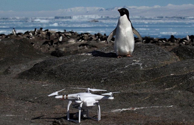 Pingüino adelaida y uno de los drones que fotografiaron la colonia Pingüino adelaida y uno de los drones que fotografiaron la colonia
