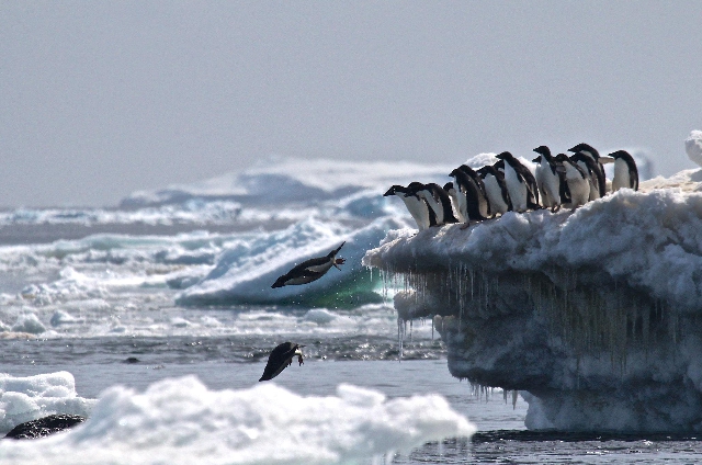 El pingüino adelaida es una de las dos especies endémicas de la Antártida El pingüino adelaida es una de las dos especies endémicas de la Antártida