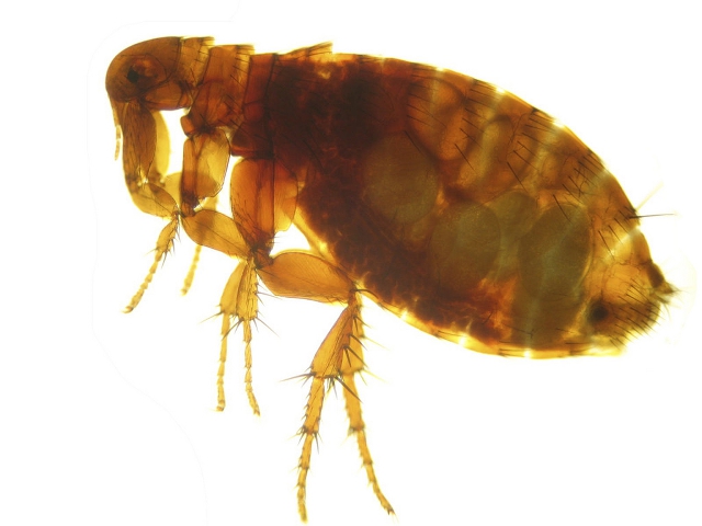 El vector de Y. pestis, la pulga común El vector de Y. pestis, la pulga común