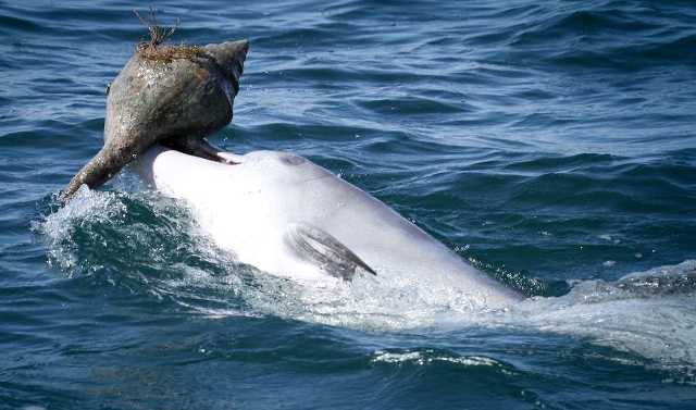 Shelling por delfín nariz de botella en las costas de Australia Shelling por delfín nariz de botella en las costas de Australia