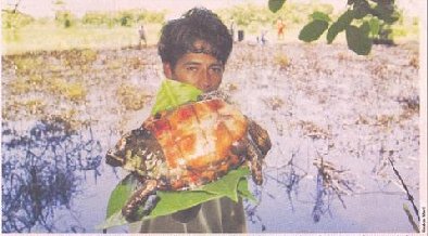 Trabajadores de Pemex sacaron a los quelonios en peligro de extinción Sacan una tortuga cubierta de aceite