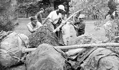 Jóvenes plantan árboles en Baltimore, Estados Unidos Jóvenes plantando árboles